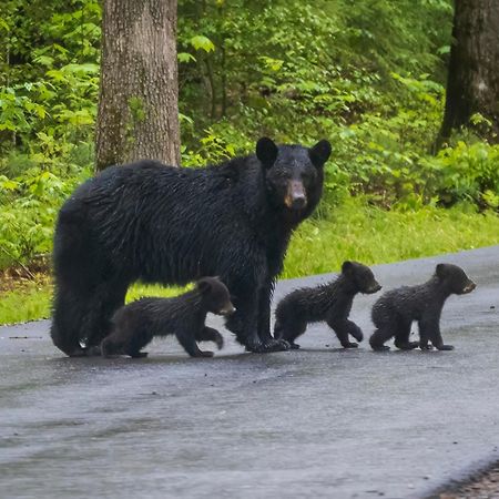 Time To Cuddle, Wifi, Near Pigeon Forge, 1089 Free Tickets Each Paid Day, Dollywood And More Exterior foto